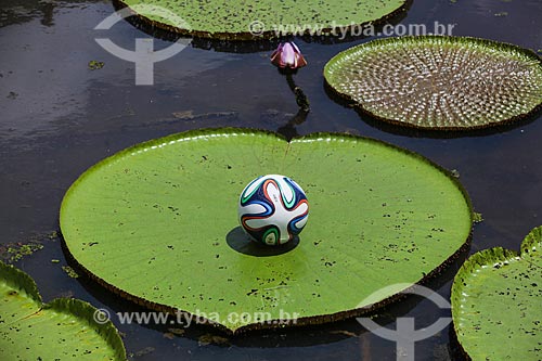 Assunto: Adidas Brazuca - bola de futebol oficial da Copa do Mundo FIFA de 2014 - sobre vitória-régia (Victoria amazonica) / Local: Amazonas (AM) - Brasil / Data: 01/2014 
