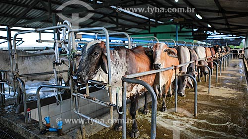  Assunto: Vacas alinhadas para ordenha mecanizada / Local: Itororó - Bahia (BA) - Brasil / Data: 01/2014 