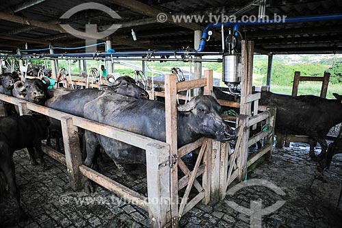  Assunto: Búfalas alinhadas para ordenha mecanizada / Local: Itororó - Bahia (BA) - Brasil / Data: 01/2014 