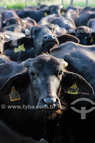  Assunto: Rebanho de búfalo em curral / Local: Itororó - Bahia (BA) - Brasil / Data: 01/2014 