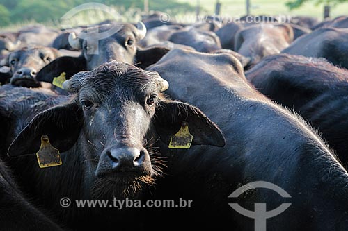 Assunto: Rebanho de búfalo em curral / Local: Itororó - Bahia (BA) - Brasil / Data: 01/2014 