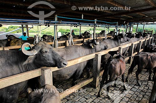  Assunto: Búfalas alinhadas para ordenha mecanizada / Local: Itororó - Bahia (BA) - Brasil / Data: 01/2014 