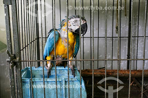  Centro de Triagem de Animais Silvestres do IBAMA - CETAS  - Seropédica - Rio de Janeiro - Brasil