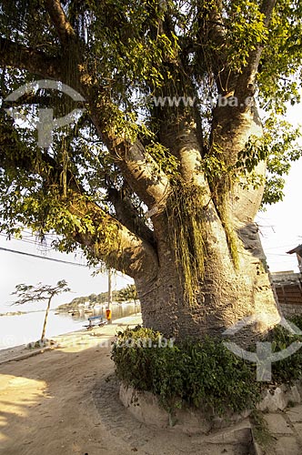  Assunto: Baobá - também conhecida como Maria Gorda - na Praia de Tamoios / Local: Paquetá - Rio de Janeiro (RJ) - Brasil / Data: 09/2010 