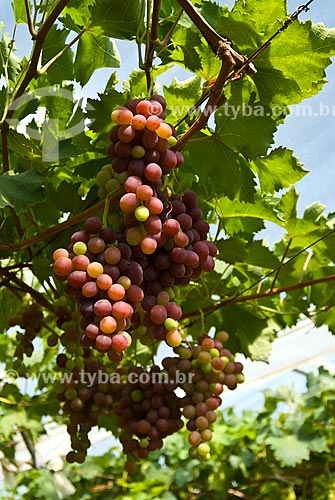  Assunto: Detalhe de parreiral de uva Benitaka / Local: Nova Pádua - Rio Grande do Sul (RS) - Brasil / Data: 01/2012 