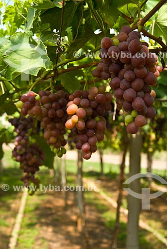  Assunto: Detalhe de parreiral de uva Benitaka / Local: Nova Pádua - Rio Grande do Sul (RS) - Brasil / Data: 01/2012 