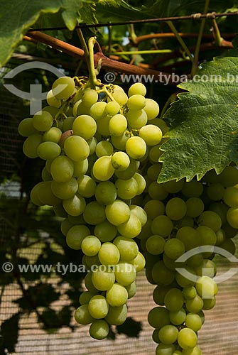  Assunto: Detalhe de parreiral de uva Itália / Local: Nova Pádua - Rio Grande do Sul (RS) - Brasil / Data: 01/2012 