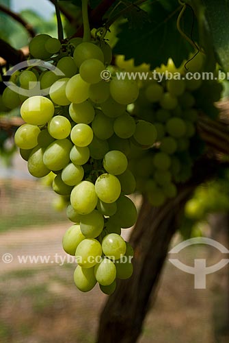  Assunto: Detalhe de parreiral de uva Itália / Local: Nova Pádua - Rio Grande do Sul (RS) - Brasil / Data: 01/2012 