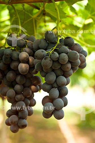  Assunto: Detalhe de parreiral de uva / Local: Nova Pádua - Rio Grande do Sul (RS) - Brasil / Data: 01/2012 