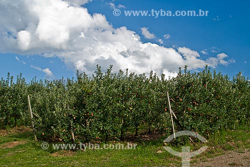  Assunto: Pomar de maçãs tipo Gala / Local: Nova Pádua - Rio Grande do Sul (RS) - Brasil / Data: 01/2012 