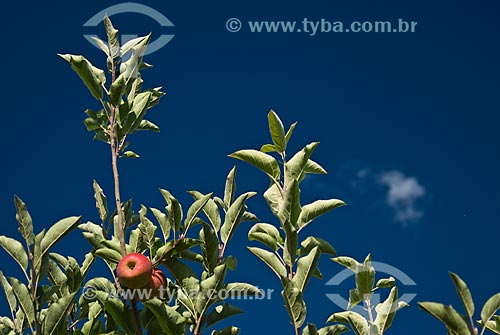  Assunto: Detalhe de maçãs tipo Gala ainda na macieira / Local: Nova Pádua - Rio Grande do Sul (RS) - Brasil / Data: 01/2012 