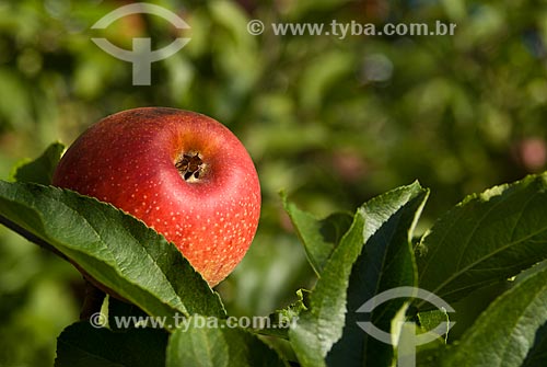  Assunto: Detalhe de maçãs tipo Gala ainda na macieira / Local: Nova Pádua - Rio Grande do Sul (RS) - Brasil / Data: 01/2012 