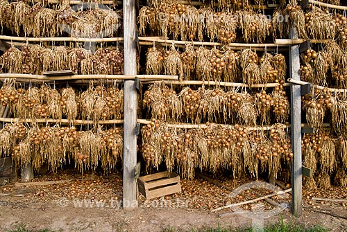  Assunto: Cebolas aguardando transporte após colheita / Local: Nova Pádua - Rio Grande do Sul (RS) - Brasil / Data: 01/2012 