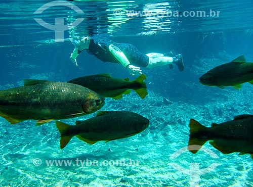  Assunto: Turista nadando junto aos peixes / Local: Bonito - Mato Grosso do Sul (MS) - Brasil / Data: 04/2008 