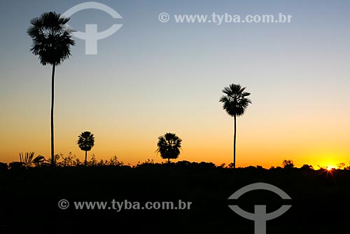  Assunto: Pôr do sol com silhueta de carnaúbas (Copernicia prunifera) no Pantanal Matogrossense / Local: Mato Grosso do Sul (MS) - Brasil / Data: 04/2008 