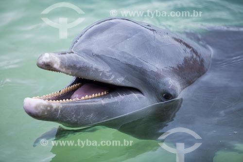  Assunto: Golfinho-nariz-de-garrafa (Tursiops truncatus) no Oceano Atlântico / Local: Bahamas - América Central / Data: 06/2013 