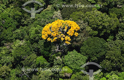  Assunto: Foto aérea de árvores na Floresta Amazônica / Local: Amazonas (AM) - Brasil / Data: 05/2005 