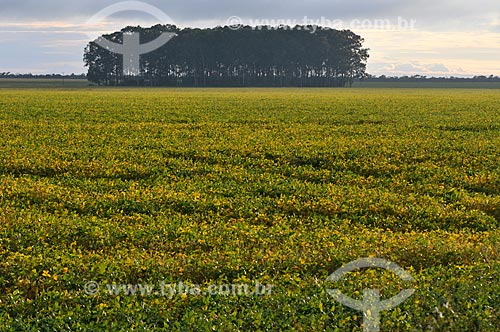  Assunto: Plantação de soja / Local: Chapadão do Sul - Mato Grosso do Sul (MS) - Brasil / Data: 02/2014 