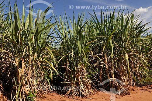  Assunto: Plantação de Cana-de-açúcar / Local: São Simão - Goiás (GO) - Brasil / Data: 02/2014 