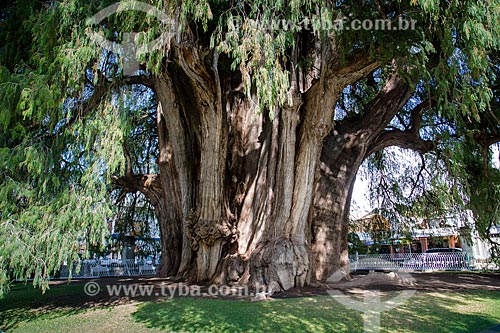 Assunto: Árbol del Tule - considerada a maior árvore em largura do mundo / Local: Santa María del Tule - Oaxaca - México - América do Norte / Data: 10/2013 