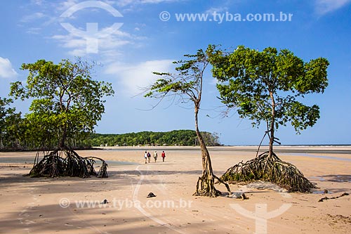  Assunto: Árvores na Praia do Pesqueiro / Local: Pará (PA) - Brasil / Data: 10/2012 