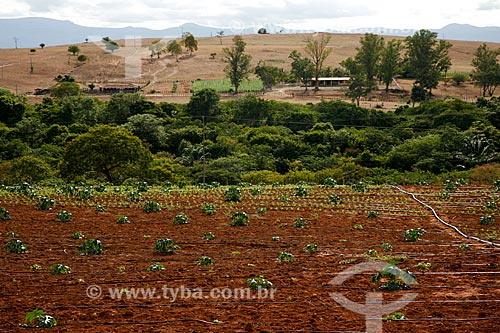  Assunto: Plantação de mamona no entorno da chapada diamantina / Local: Bahia (BA) - Brasil / Data: 04/2013 