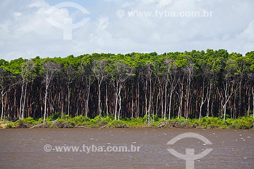  Assunto: Manguezal na margem do Rio Preguiças / Local: Barreirinhas - Maranhão (MA) - Brasil / Data: 06/2013 