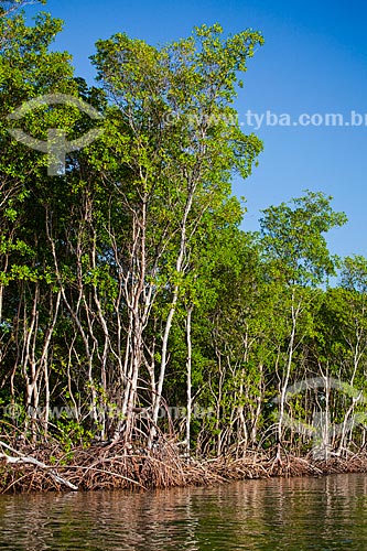  Assunto: Vegetação de mangue conhecida como Mangue-branco (Laguncularia racemosa) - Foz do Rio Preguiças / Local: Barreirinhas - Maranhão (MA) - Brasil / Data: 06/2013 