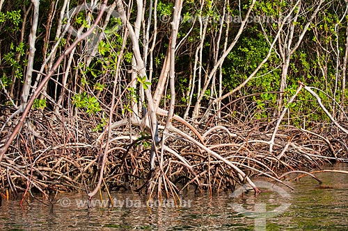  Assunto: Vegetação de mangue conhecida como Mangue-branco (Laguncularia racemosa) - Foz do Rio Preguiças / Local: Barreirinhas - Maranhão (MA) - Brasil / Data: 06/2013 