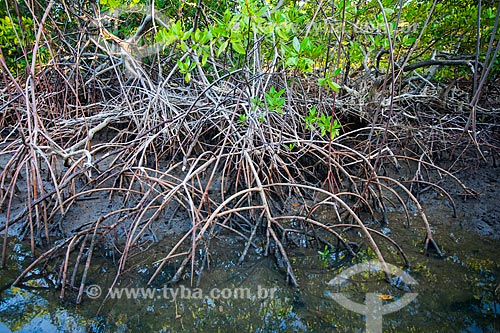  Assunto: Vegetação de mangue conhecida como Mangue-vermelho (Rhizophora mangle) - Foz do Rio Preguiças / Local: Barreirinhas - Maranhão (MA) - Brasil / Data: 06/2013 