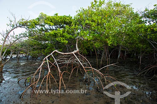  Assunto: Vegetação de mangue conhecida como Mangue-vermelho (Rhizophora mangle) - Foz do Rio Preguiças / Local: Barreirinhas - Maranhão (MA) - Brasil / Data: 06/2013 