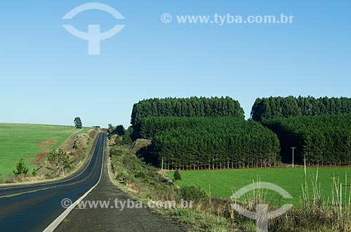  Assunto: Vista da Rodovia RS-536 com plantação de eucaliptos / Local: Rio Grande do Sul (RS) - Brasil / Data: 06/2012 