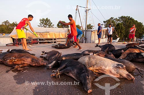  Assunto: Venda de porcos no Mercado da Rampa de Santa Inês - Esse tipo de comercialização de animais é considerado irregular segundo as autoridades sanitárias / Local: Macapá - Amapá (AP) - Brasil / Data: 10/2010 