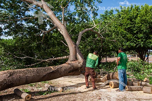  Assunto: Homem cortando árvore para fazer uma Viola de cocho - símbolo da identidade cultural mato-grossense  / Local: Cuiabá - Mato Grosso (MT) - Brasil / Data: 12/2010 