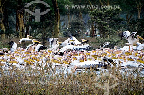  Assunto: Bando de Pelicanos-branco (Pelecanus onocrotalus) no Lago Naivasha - Parque Nacional Lago Naivasha / Local: Vale do Rift - Quênia - África / Data: 09/2012 