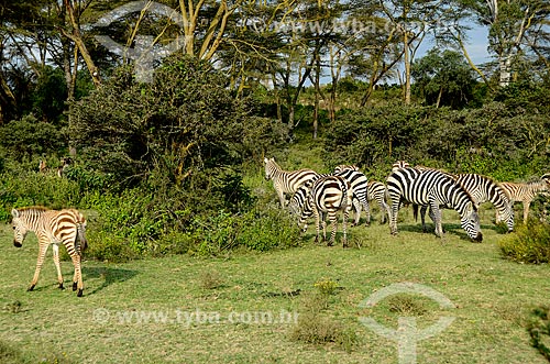  Assunto: Zebras no Parque Nacional Lago Naivasha / Local: Vale do Rift - Quênia - África / Data: 09/2012 