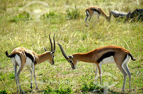  Assunto: Gazelas-de-thomson (Gazella thomsonii) na Reserva Nacional Masai Mara / Local: Vale do Rift - Quênia - África / Data: 09/2012 