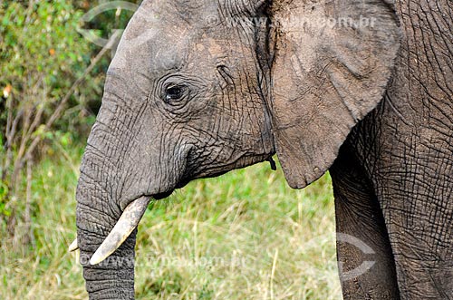  Assunto: Elefante (Loxodonta africana) pastando na Reserva Nacional Masai Mara / Local: Vale do Rift - Quênia - África / Data: 09/2012 