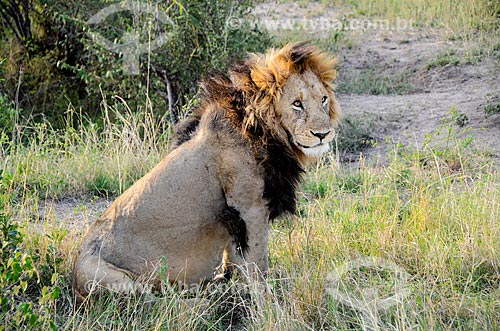  Assunto: Leões (Panthera leo) na Reserva Nacional Masai Mara / Local: Vale do Rift - Quênia - África / Data: 09/2012 