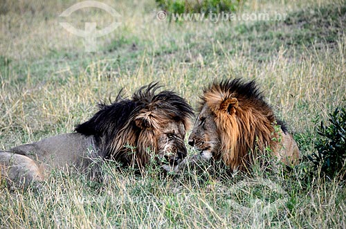  Assunto: Leões (Panthera leo) na Reserva Nacional Masai Mara / Local: Vale do Rift - Quênia - África / Data: 09/2012 