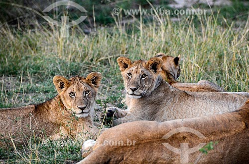  Assunto: Filhotes de Leão (Panthera leo) na Reserva Nacional Masai Mara / Local: Vale do Rift - Quênia - África / Data: 09/2012 