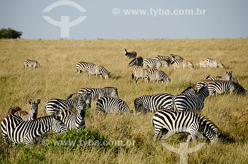  Assunto: Zebras na Reserva Nacional Masai Mara / Local: Vale do Rift - Quênia - África / Data: 09/2012 