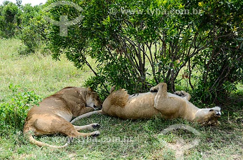  Assunto: Leoas deitadas dormindo na sombra de árvore - Reserva Nacional Masai Mara / Local: Vale do Rift - Quênia - África / Data: 09/2012 