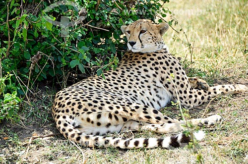  Assunto: Guepardo ou Chita (Acinonyx jubatus) na Reserva Nacional Masai Mara / Local: Vale do Rift - Quênia - África / Data: 09/2012 