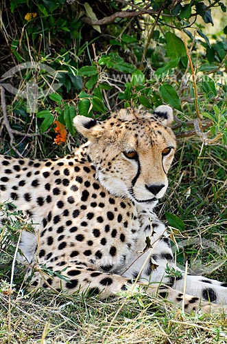  Assunto: Guepardo ou Chita (Acinonyx jubatus) na Reserva Nacional Masai Mara / Local: Vale do Rift - Quênia - África / Data: 09/2012 