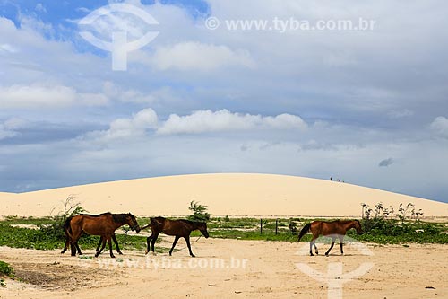  Assunto: Cavalos próximo as dunas do Parque Nacional de Jericoacara / Local: Jijoca de Jericoacoara - Ceará (CE) - Brasil / Data: 03/2014 