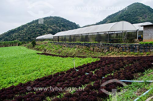  Assunto: Plantação de hortaliças próximo ao Parque Estadual dos Três Picos / Local: Distrito de Bonsucesso - Teresópolis - Rio de Janeiro (RJ) - Brasil / Data: 05/2014 