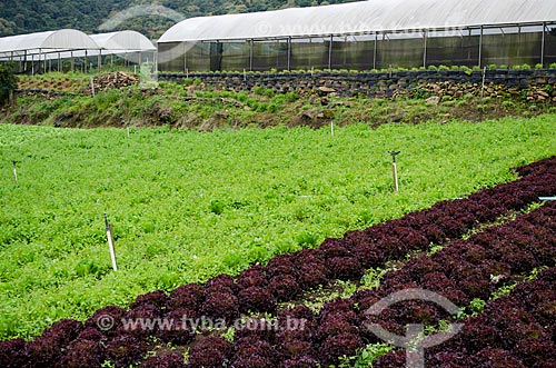  Assunto: Plantação de hortaliças próximo ao Parque Estadual dos Três Picos / Local: Distrito de Bonsucesso - Teresópolis - Rio de Janeiro (RJ) - Brasil / Data: 05/2014 