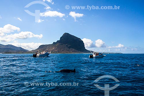  Assunto: Golfinhos se aproximando dos barcos na costa de Maurício / Local: Maurício - África / Data: 11/2012 