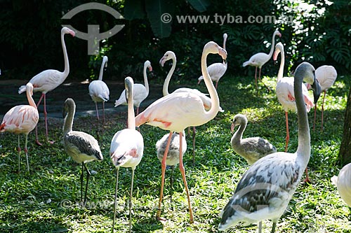  Assunto: Flamingos no Parque das Aves / Local: Foz do Iguaçu - Paraná (PR) - Brasil / Data: 05/2008 